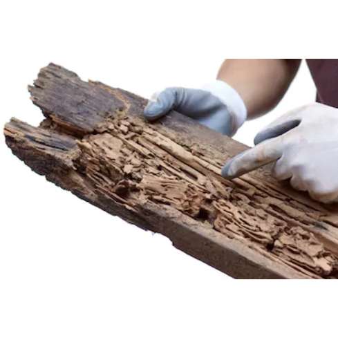 Dedetização de cupins