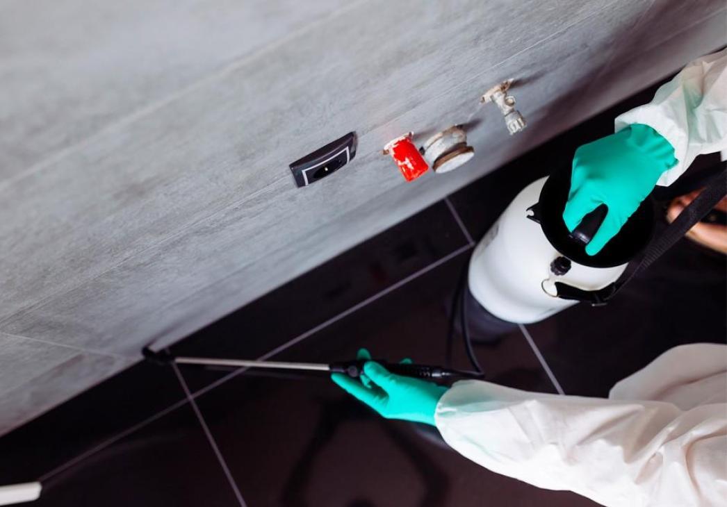 Dedetizadora de marimbondos