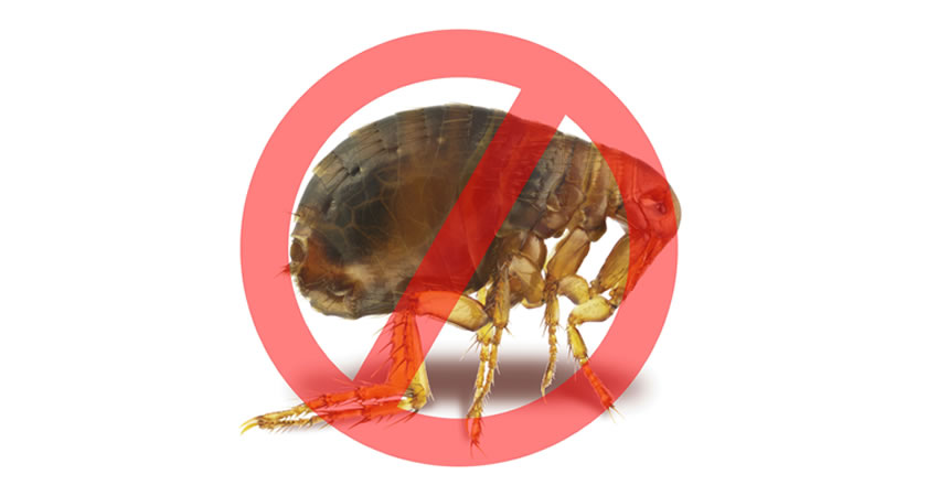 Dedetização de pulgas