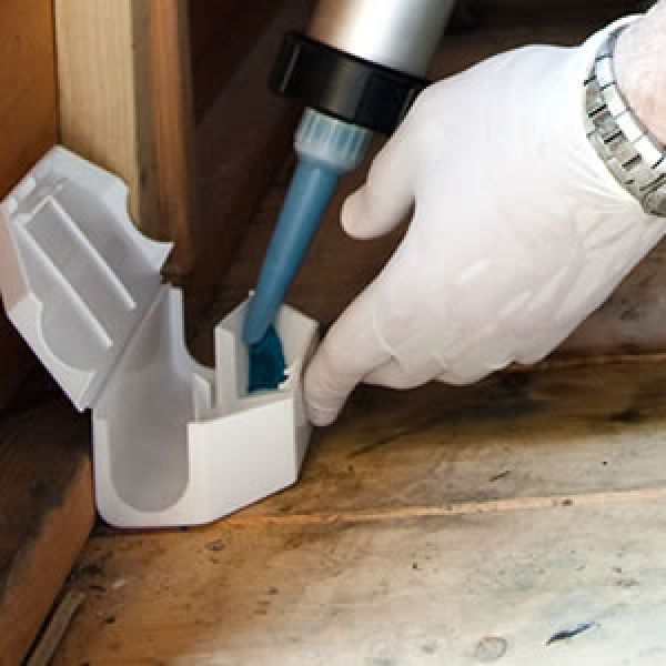 Dedetização de ratos