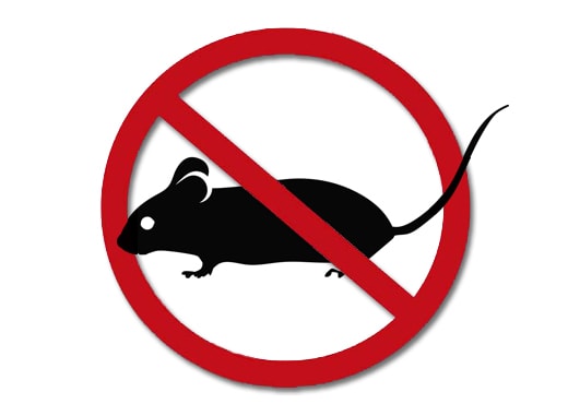 Dedetização de maribondos